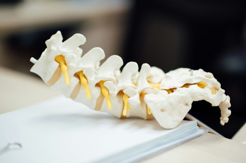 lumbar spine